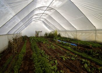 PIB silvoagropecuario sube 6,2% en el primer semestre y le gana al promedio nacional.