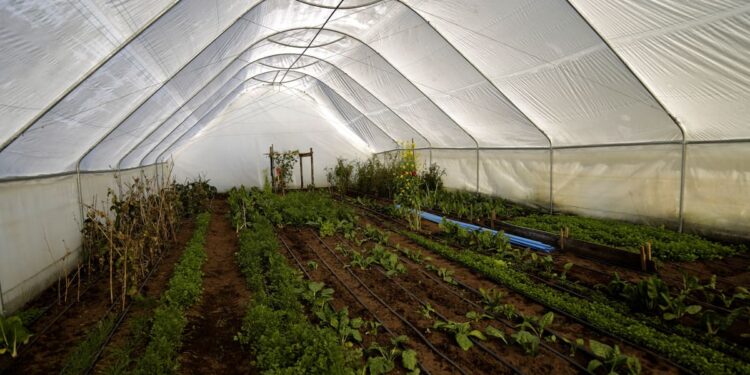 PIB silvoagropecuario sube 6,2% en el primer semestre y le gana al promedio nacional.