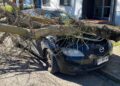 Árbol cae en una calle principal de Talca y daña tres vehículos: revive el debate sobre el mantenimiento urbano.