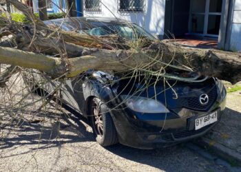 Árbol cae en una calle principal de Talca y daña tres vehículos: revive el debate sobre el mantenimiento urbano.
