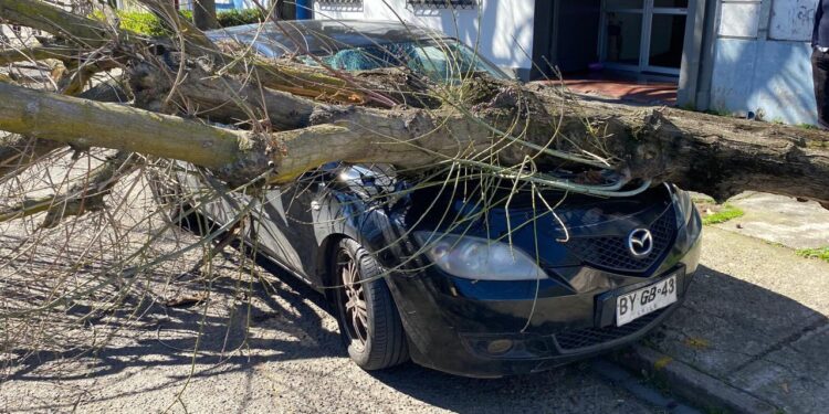 Árbol cae en una calle principal de Talca y daña tres vehículos: revive el debate sobre el mantenimiento urbano.