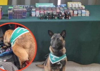 Perro policial de Carabineros halla cigarros electrónicos ilegales en Colina.