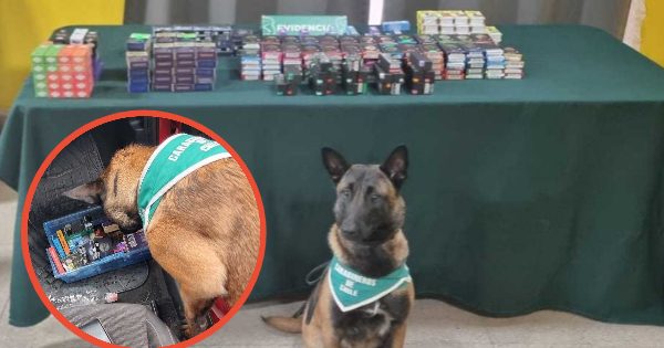 Perro policial de Carabineros halla cigarros electrónicos ilegales en Colina.