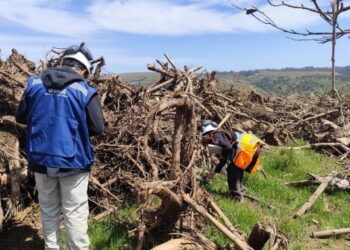 Superintendencia presenta cargos contra el proyecto de concesión del «Camino de La Fruta» debido a incumplimientos ambientales.