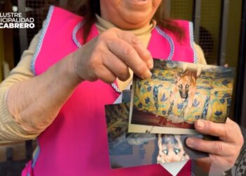 La historia de Madison: Perrita que desapareció hace cinco años en Los Ángeles y fue hallada en Cabrero.