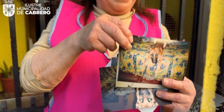 La historia de Madison: Perrita que desapareció hace cinco años en Los Ángeles y fue hallada en Cabrero.