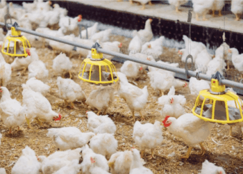 Gobierno vuelve a permitir el ingreso desde Brasil.