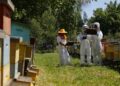 SAG en Biobío invita a los apicultores a inscribirse en SIPEC Apícola para salvaguardar a las abejas.