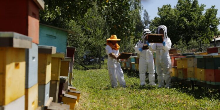 SAG en Biobío invita a los apicultores a inscribirse en SIPEC Apícola para salvaguardar a las abejas.