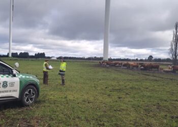 Septiembre en el Biobío: refuerzan acciones debido al aumento del abigeato en las Fiestas Patrias.
