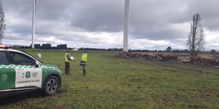 Septiembre en el Biobío: refuerzan acciones debido al aumento del abigeato en las Fiestas Patrias.