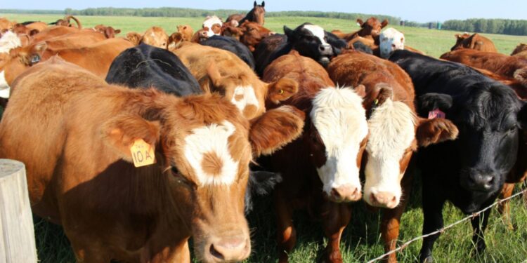 Región del Maule intensifica la fiscalización para combatir el abigeato y la venta ilegal de carne antes de las Fiestas Patrias.