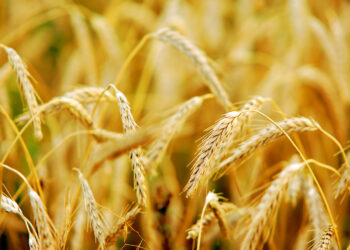 Chile promueve la biotecnología mediante un trigo alto en fibra y libre de ADN foráneo.