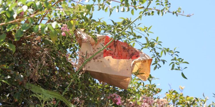 Gobierno promueve ley que establece cárcel por entrada ilegal de plagas al país.