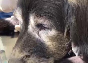 Municipio de Rancagua rescata otra mascota en grave estado de abandono.