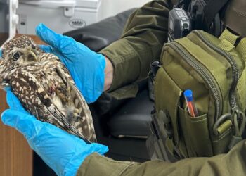 Detienen en Yumbel a sujeto con ave protegida maltratada: tenía una orden de búsqueda por incendio.