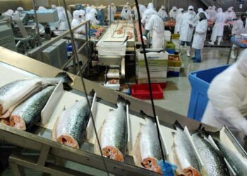 El SII interpone una denuncia por la venta ilegal de salmón y está preparando tres nuevas acciones legales.