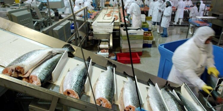 El SII interpone una denuncia por la venta ilegal de salmón y está preparando tres nuevas acciones legales.