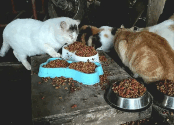 Residentes de Chanco encabezan un censo de perros y gatos en situación de abandono.