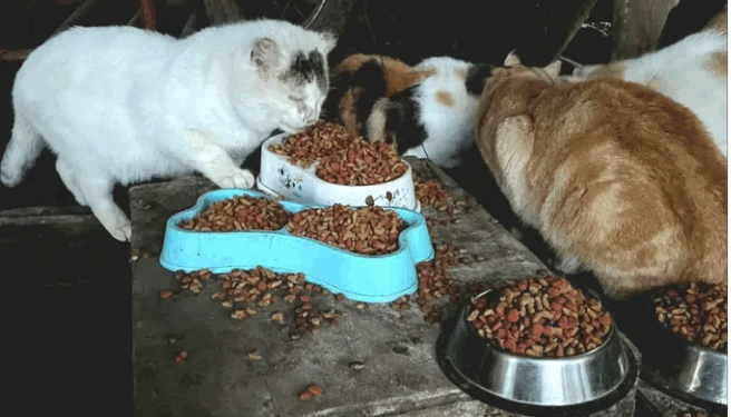 Residentes de Chanco encabezan un censo de perros y gatos en situación de abandono.