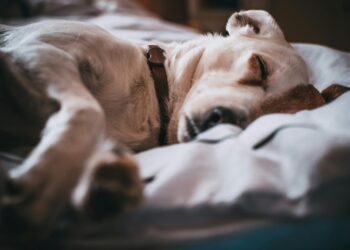 Mal tiempo y animales sin protección: ¿Qué penalizaciones enfrentan sus dueños?