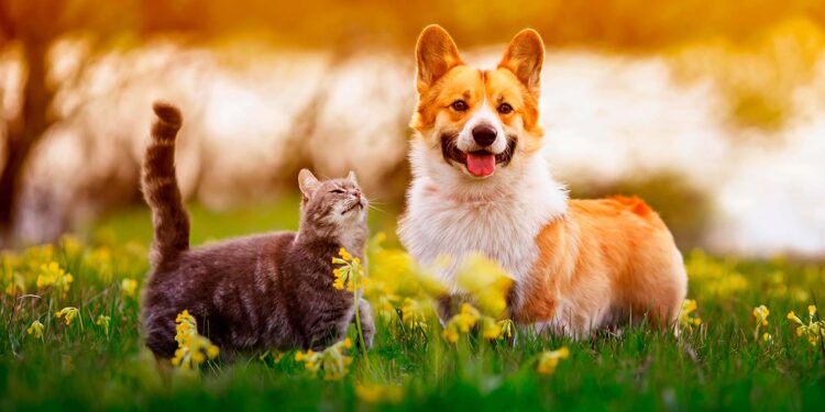 Comisión debatirá la «Ley Duque» tras muerte de mascota.