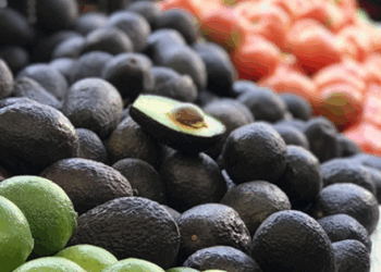 Palta peruana en la mira: Chile refuerza supervisión por alertas sanitarias.