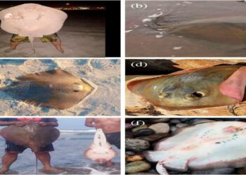 Confirman avistamiento de raya diamante venenosa en Chile.