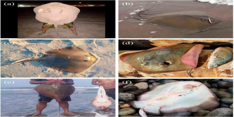 Confirman avistamiento de raya diamante venenosa en Chile.