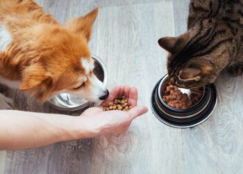 Atención con la comida tradicional: lo que los perros y gatos no deben consumir en Fiestas Patrias.