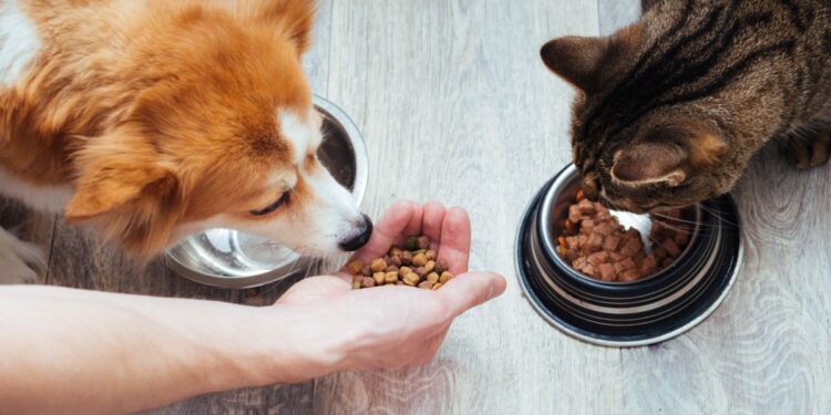 Atención con la comida tradicional: lo que los perros y gatos no deben consumir en Fiestas Patrias.