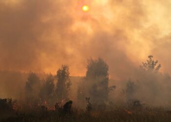 Conaf urge a tomar precauciones para evitar incendios forestales en la V Región durante las Fiestas Patrias.