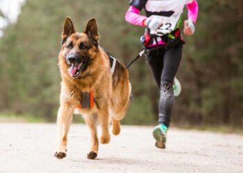La Alameda de Talca acoge a familias y perros en una corrida recreativa.