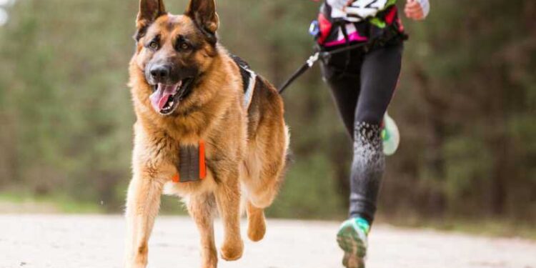 La Alameda de Talca acoge a familias y perros en una corrida recreativa.