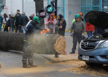 Incidente en Ñuñoa: Caída de un árbol sobre vehículos causa cierre total de las pistas en Irarrázaval.