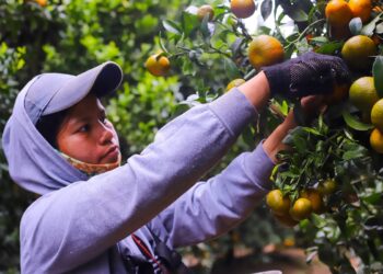 Naranjas chilenas pisan suelo mexicano, ampliando nuestras exportaciones.
