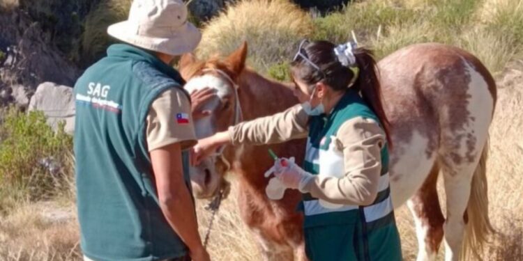 Alerta en el Biobío: SAG reporta 40 casos de anemia infecciosa equina en la zona.