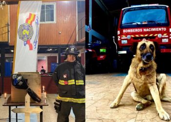 Bomberos de Nacimiento rinden homenaje a perrito de la Segunda Compañía en emotiva ceremonia.