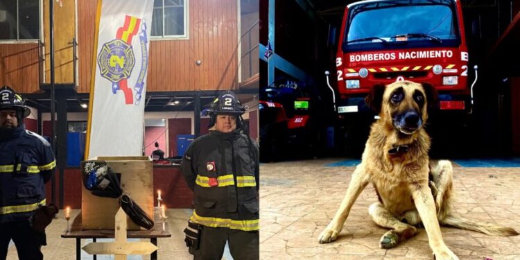 Bomberos de Nacimiento rinden homenaje a perrito de la Segunda Compañía en emotiva ceremonia.