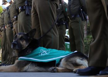 Tres personas apuñaladas y un fallecido en un accidente destacan el inicio de las Fiestas Patrias en la provincia del Biobío.