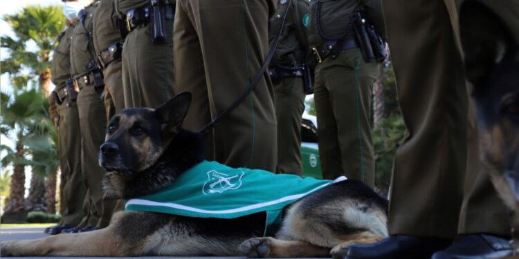 Tres personas apuñaladas y un fallecido en un accidente destacan el inicio de las Fiestas Patrias en la provincia del Biobío.