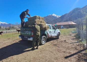 Brindan apoyo significativo a las comunidades ganaderas de Alto Biobío.