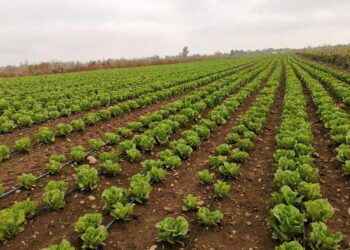 Por primera vez, Chile recibe un dron agrícola con mayor capacidad de carga.