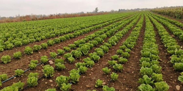 Por primera vez, Chile recibe un dron agrícola con mayor capacidad de carga.
