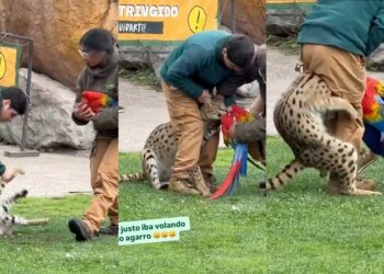 BuinZoo evaluará si sigue con los shows tras la muerte de un guacamayo a manos de un serval.