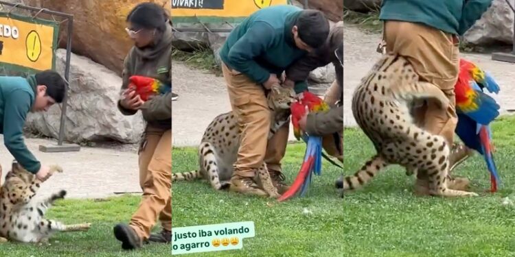 BuinZoo evaluará si sigue con los shows tras la muerte de un guacamayo a manos de un serval.
