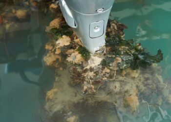 Estudio revela que puertos chilenos están en riesgo de invasiones de especies marinas.