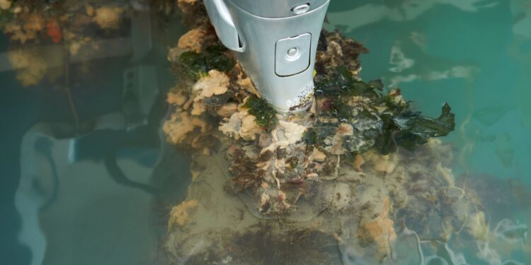 Estudio revela que puertos chilenos están en riesgo de invasiones de especies marinas.