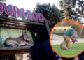 La naturaleza fue dura en BuinZoo: Guacamayo muere tras ser atacado por un felino frente al público ¡MIRA EL VIDEO!