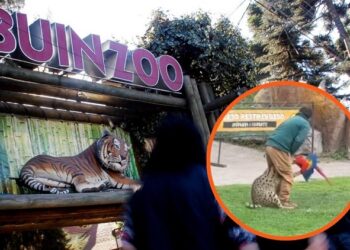 La naturaleza fue dura en BuinZoo: Guacamayo muere tras ser atacado por un felino frente al público ¡MIRA EL VIDEO!